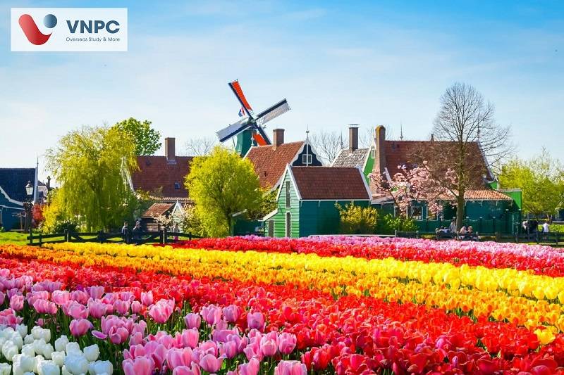TOP 8 trường 77King 78 trò chơi hấp dẫn ở Hà Lan tốt nhất hiện nay
